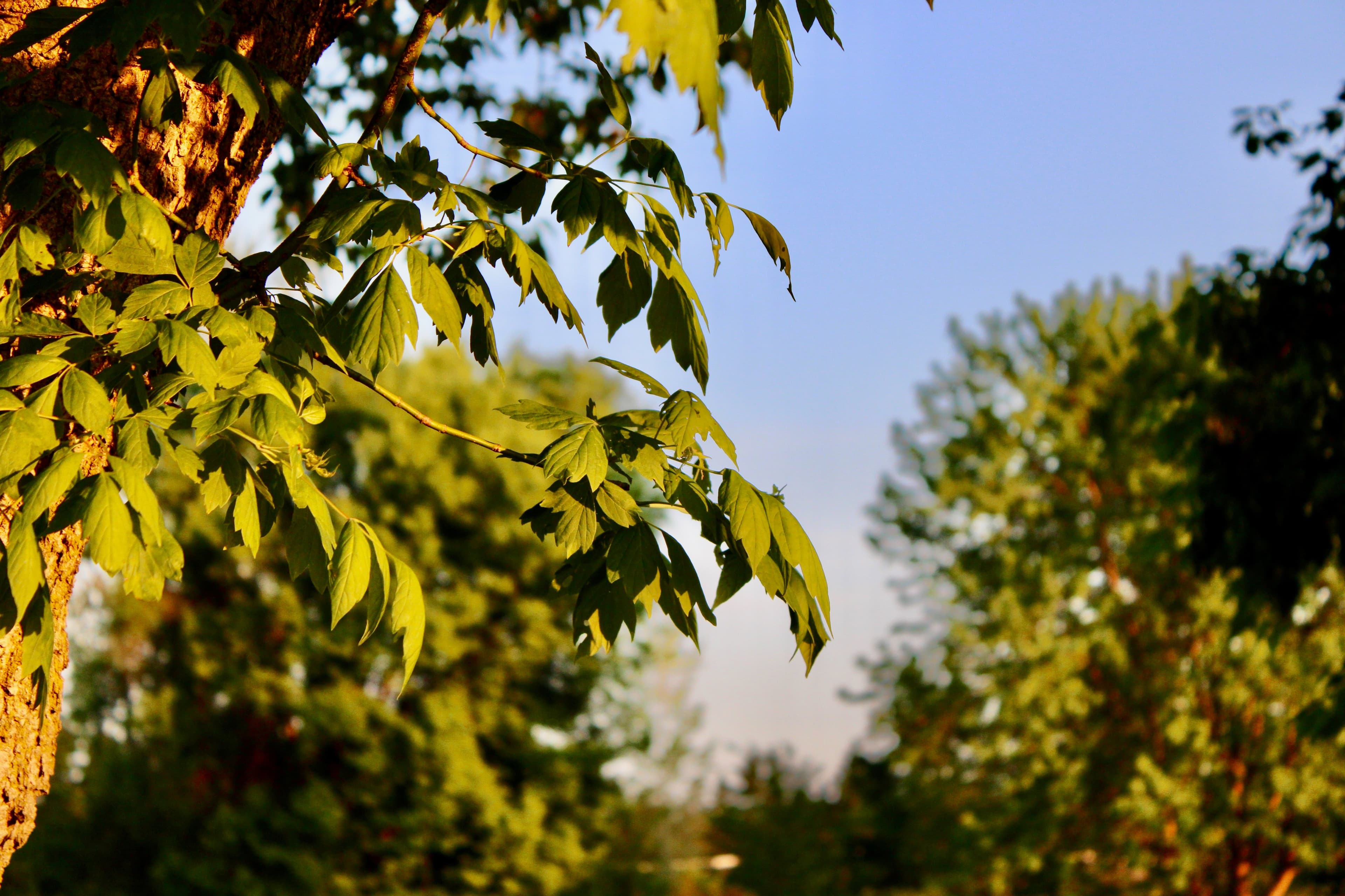 Golden autumn leaves on branches