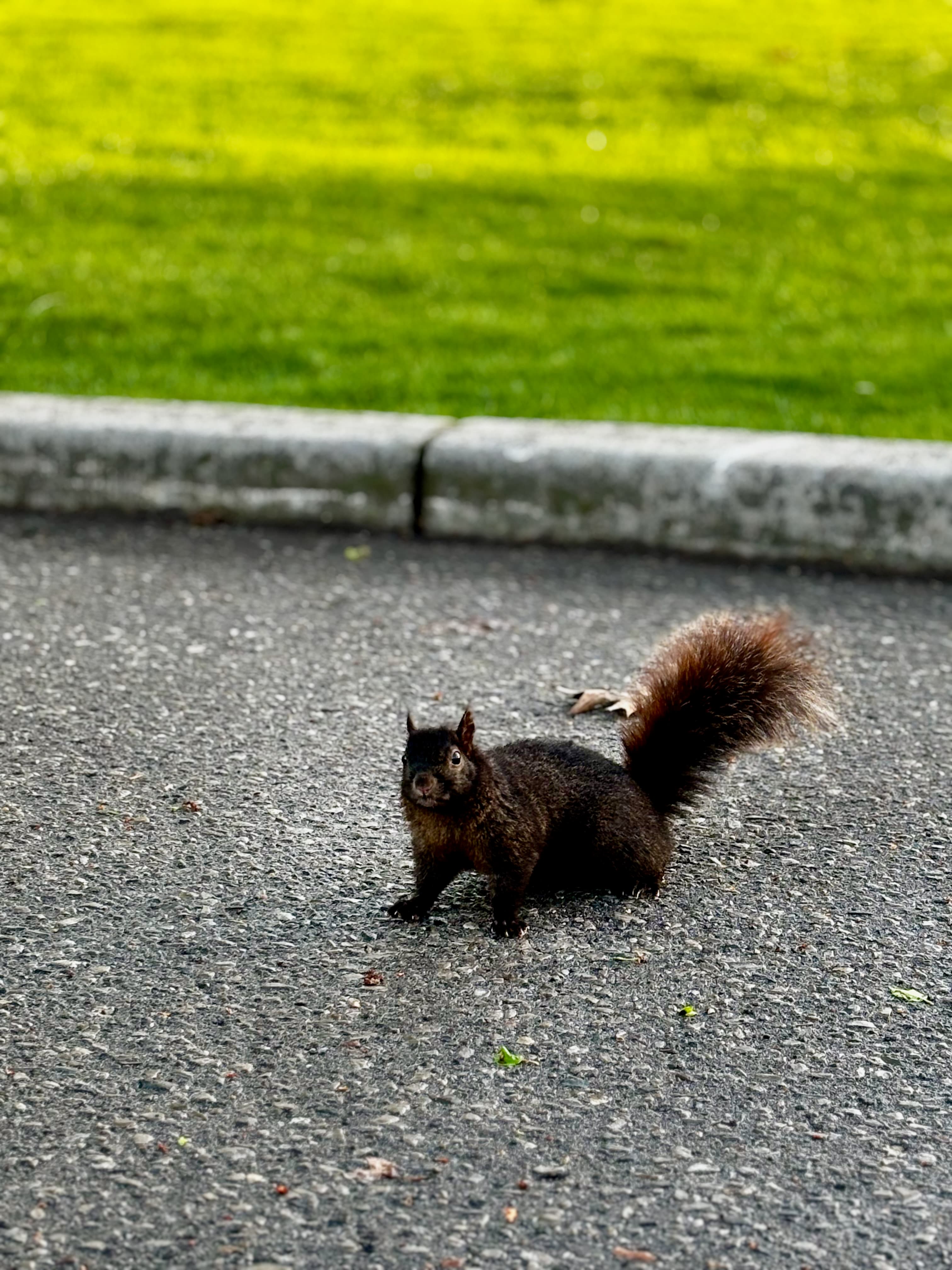 Black squirrel on pavement