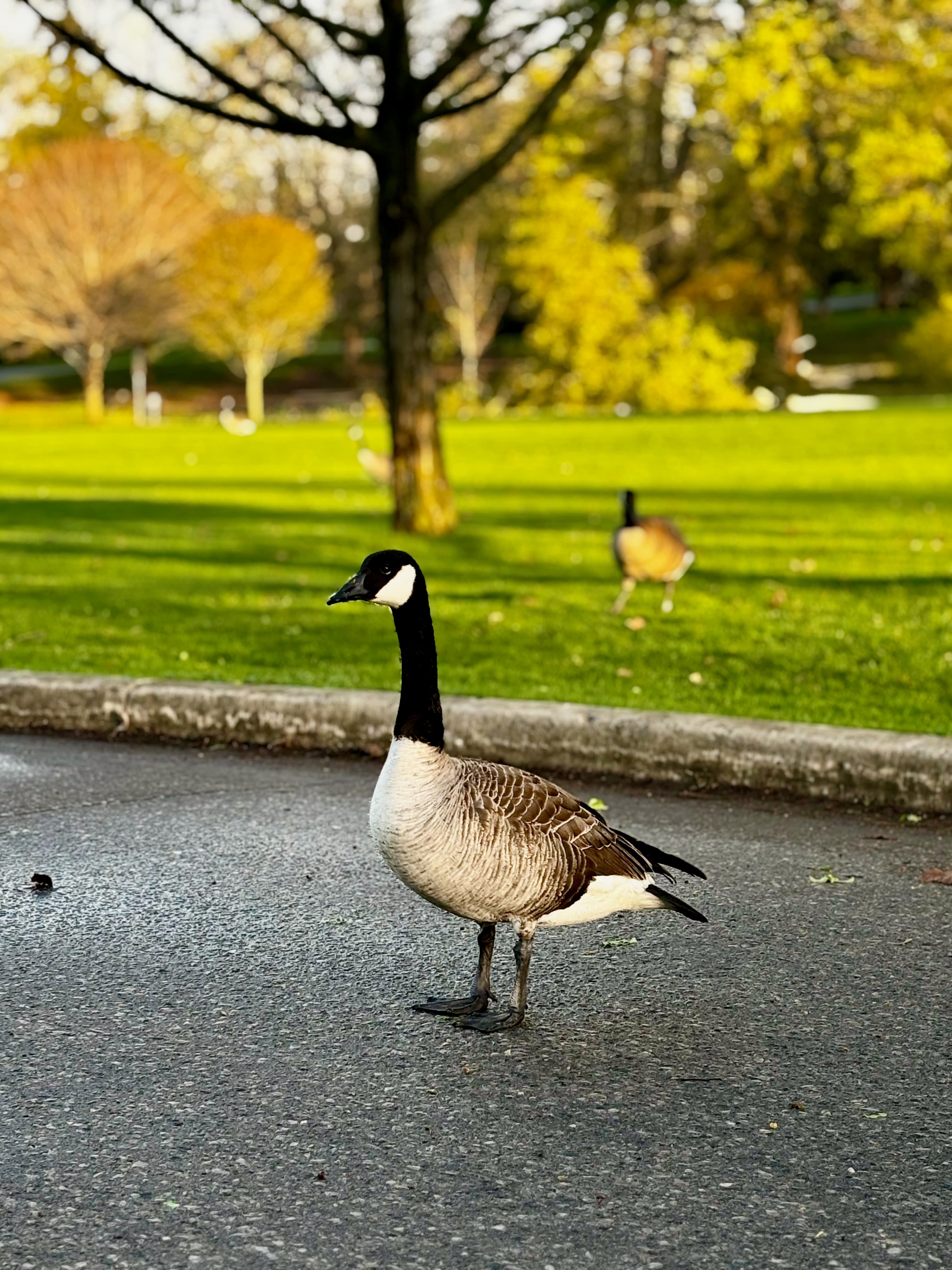 Canada goose in park setting