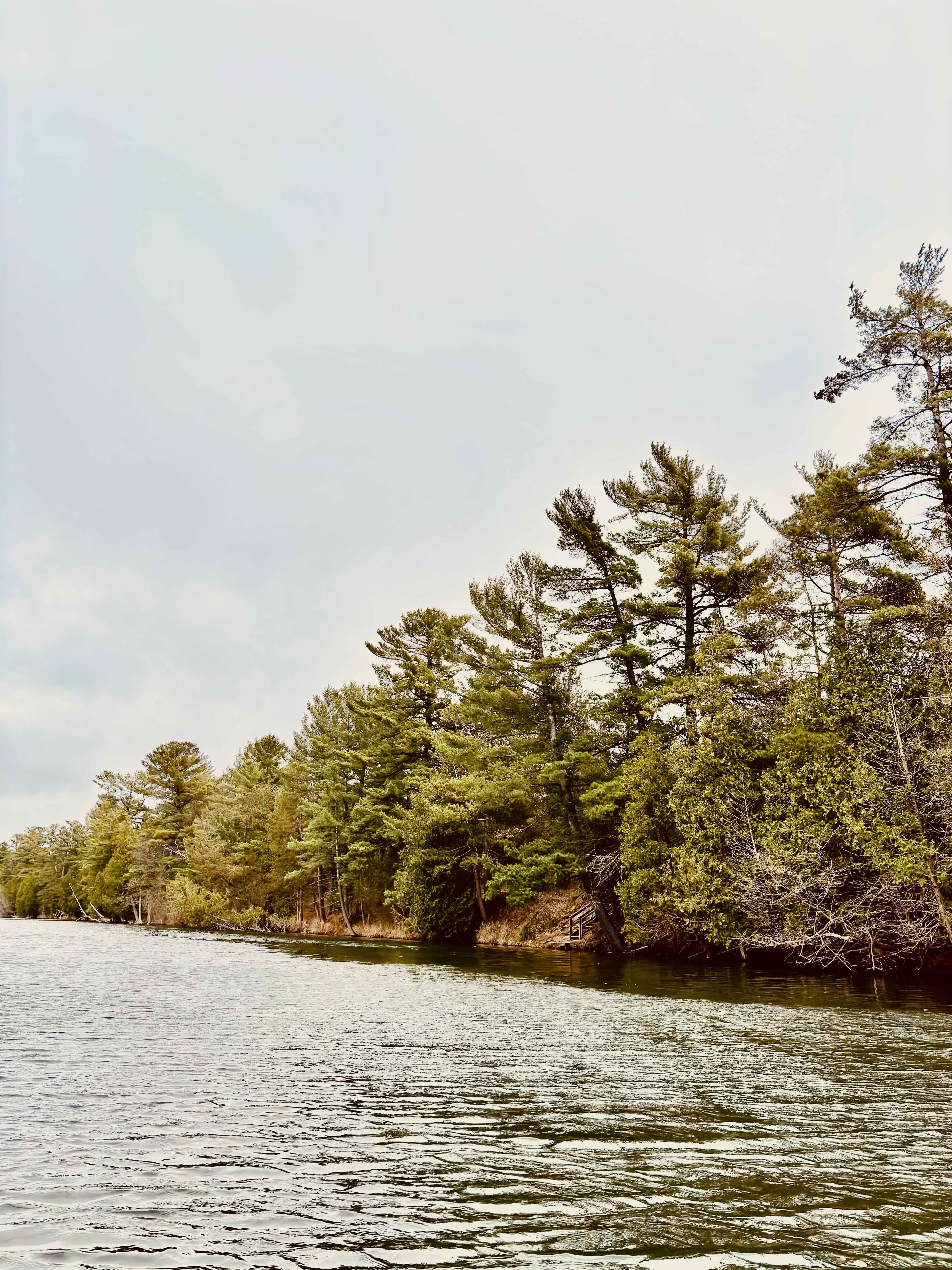 Serene lake with pine trees