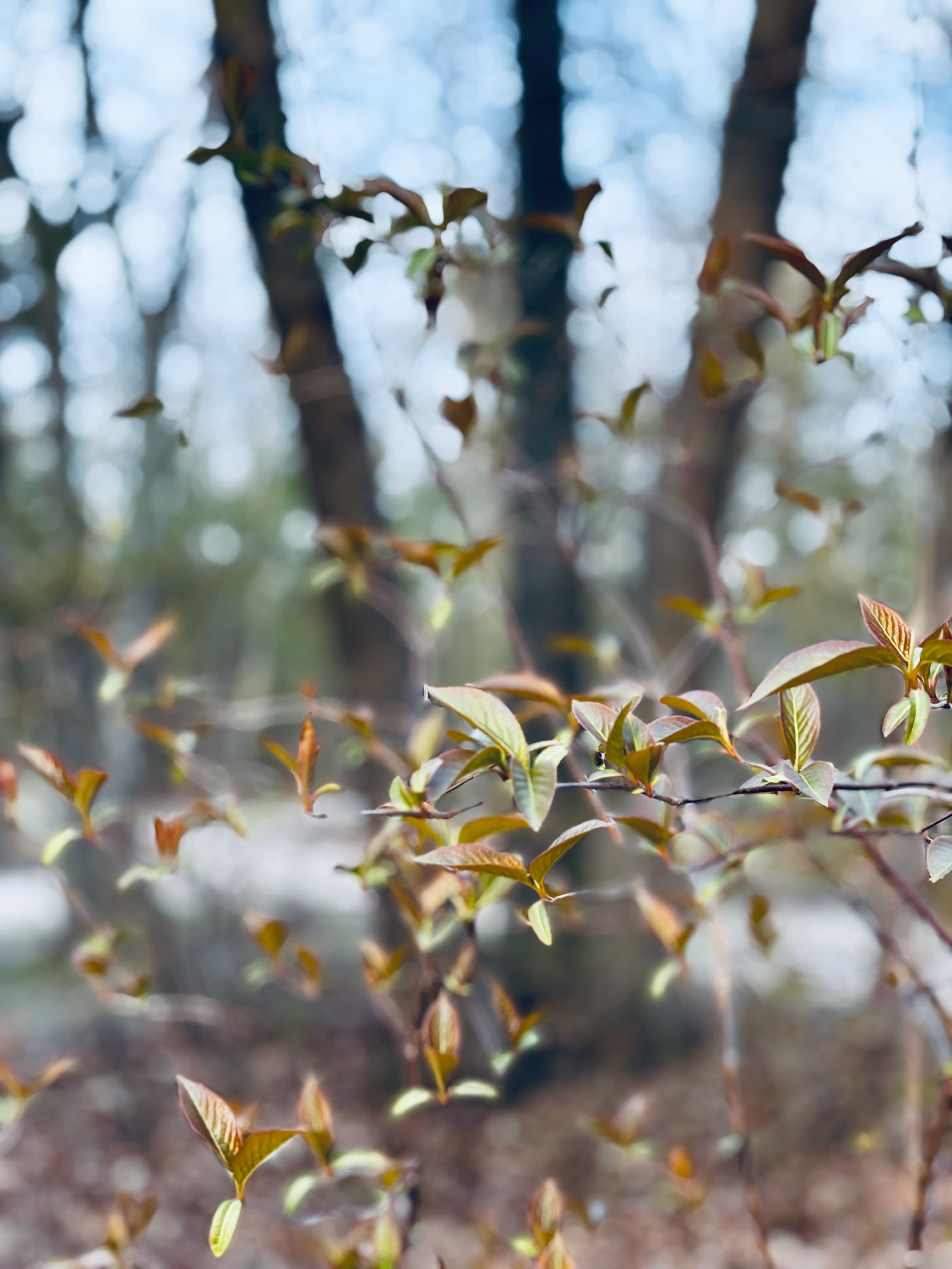 Young plant shoots with forest background
