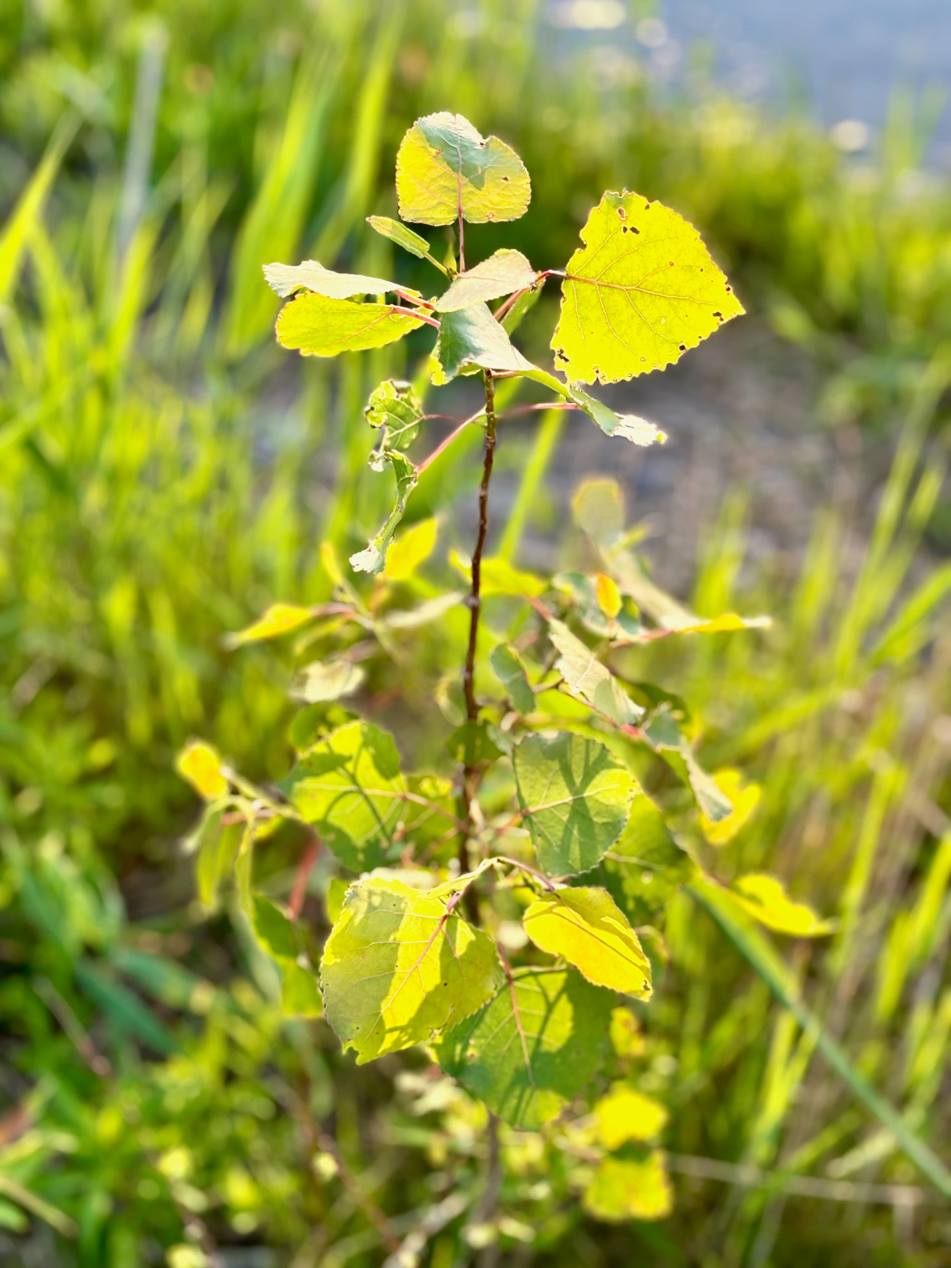 Young plant with yellow-green leaves