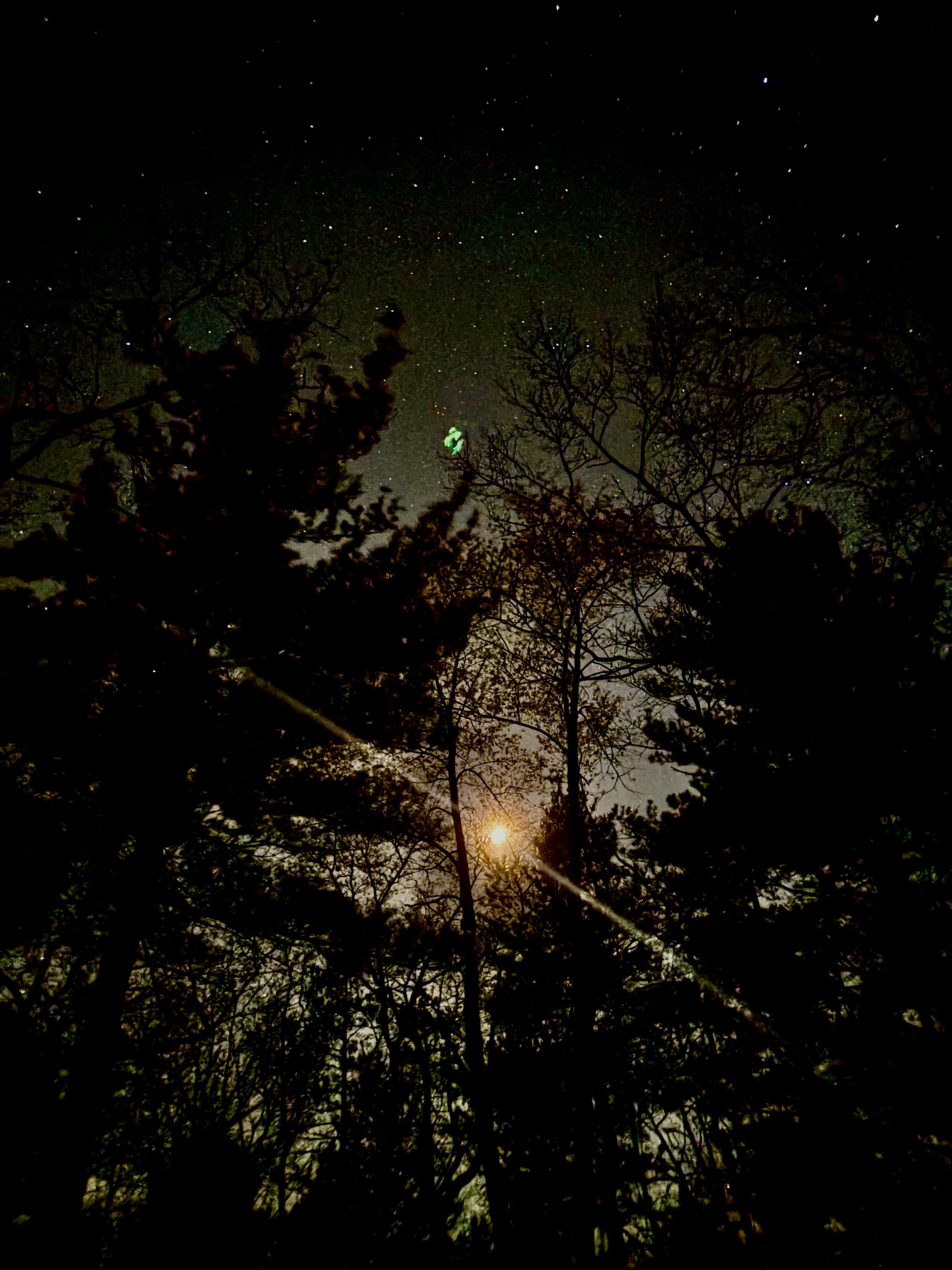 Nighttime forest scene with starry sky and atmospheric lighting